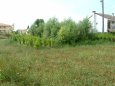 Fitodepurazione a flusso verticale - Reflui civili