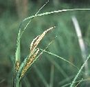 Carexaquatilis per fitodepurazione