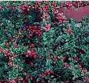 Cotoneaster horizontalis per fitodepurazione