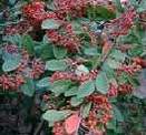 Cotoneastersalicifolia per fitodepurazione