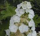 Hydrangea quercifolia per fitodepurazione