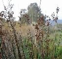 Juncuseffusus per fitodepurazione