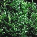 Laurocerasus per fitodepurazione