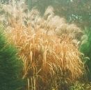 Miscanthus per fitodepurazione