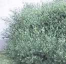 Salixpurpurea per fitodepurazione