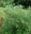 Salixrosmarinifolia per fitodepurazione