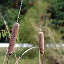 Typhalatifolia per fitodepurazione