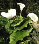 Zantedeschia per fitodepurazione